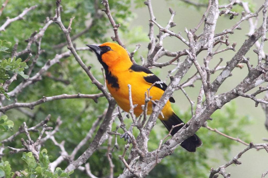 I also believe and therefore&nbsp;speak